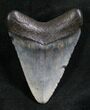 Beautiful Megalodon Tooth - Serrated #8087-1